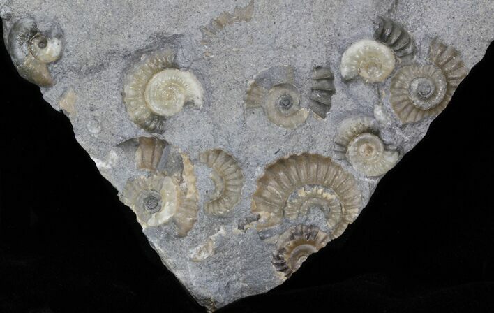 Promicroceras Ammonite Fossils - England #30888